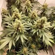 Zkittlez
