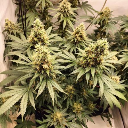 Zkittlez