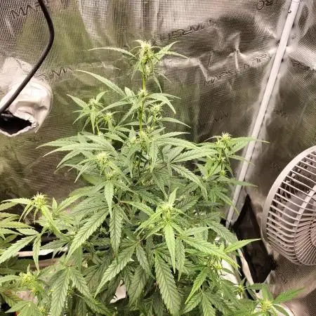Amnesia Haze Auto
