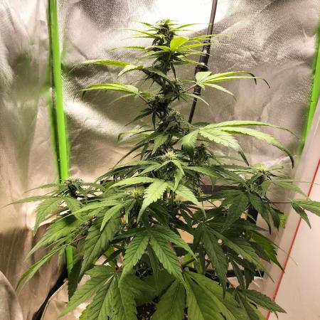 Jack Herer Auto