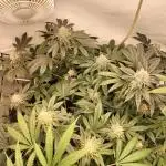 Ice Cream Haze