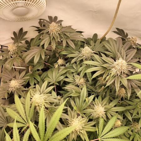 Ice Cream Haze
