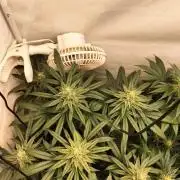 Amnesia Haze Fast