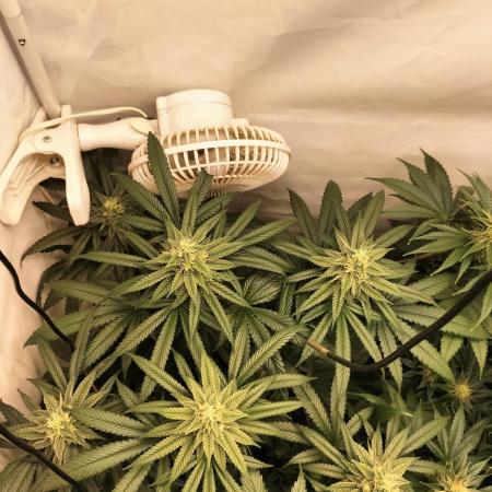 Amnesia Haze Fast