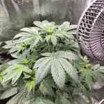 Strawberry Gorilla Auto