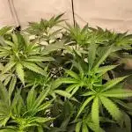 Orange Bud 2.0