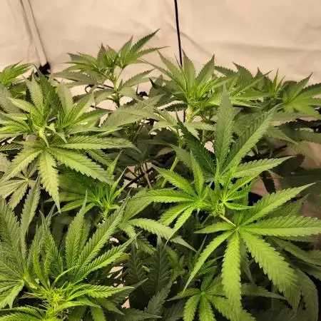 Orange Bud 2.0