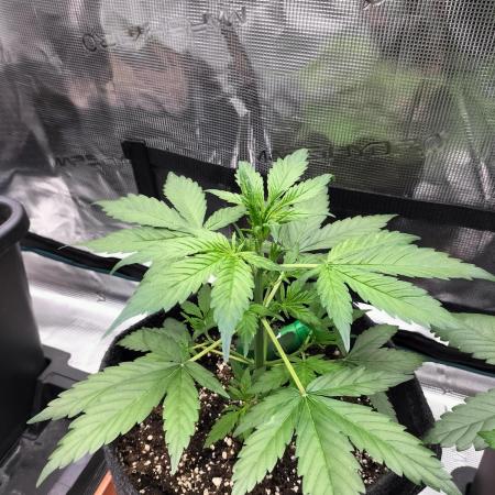 Jack Herer Auto