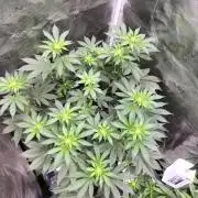 Monkey Grease