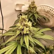 Amnesia Haze Fast