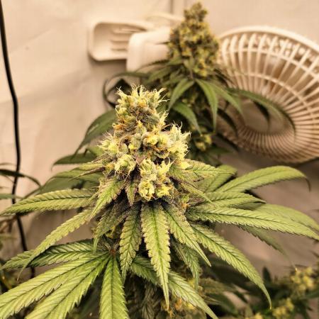 Amnesia Haze Fast