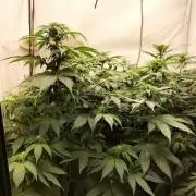 Shaman / Jack47