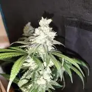 Amnesia Haze Fast