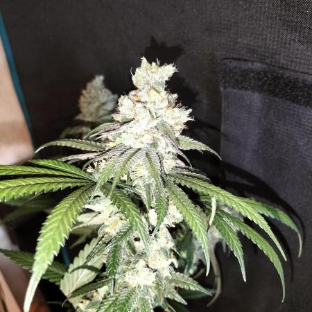 Amnesia Haze Fast