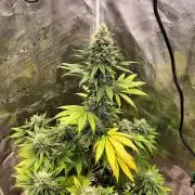 Northern lights