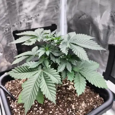 Monkey Grease