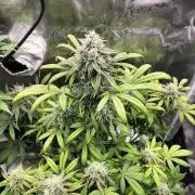 Strawberry Gorilla Auto