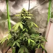Jack Herer Auto
