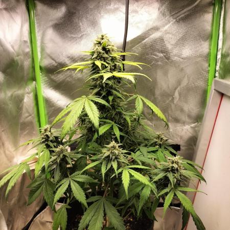 Jack Herer Auto