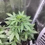 Amnesia Haze Auto