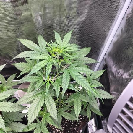 Amnesia Haze Auto