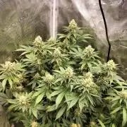 Monkey Grease