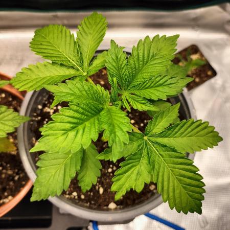 Sticky Broccoli - Eternity Cup 2026