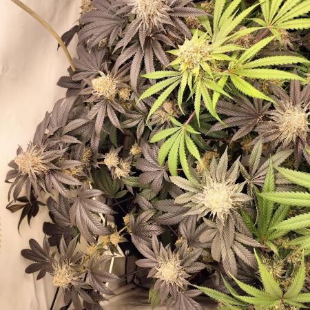Ice Cream Haze