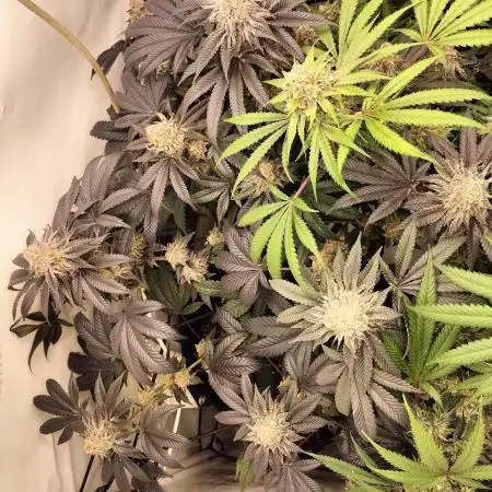 Ice Cream Haze