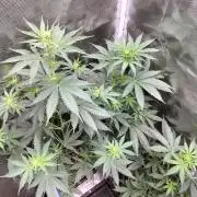 Northern lights