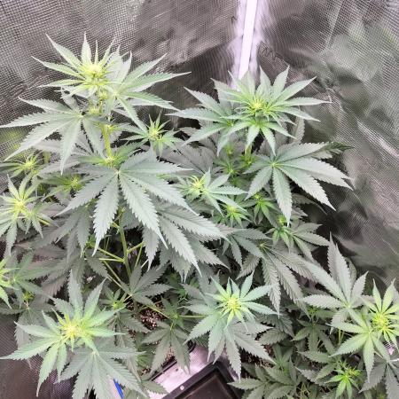 Northern lights
