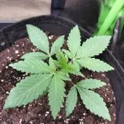 Hash Burger