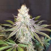 Sticky Broccoli - Eternity Cup 2026