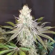 Sticky Broccoli - Eternity Cup 2026