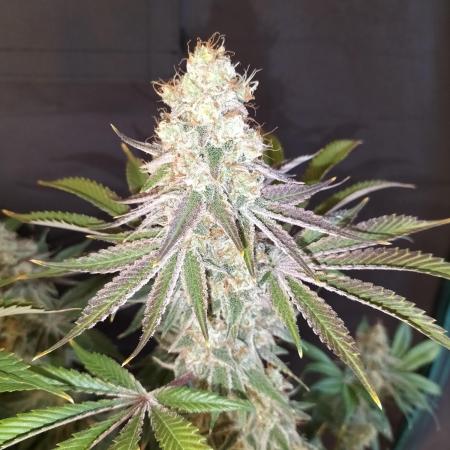 Sticky Broccoli - Eternity Cup 2026