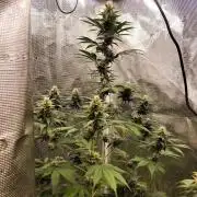 Northern lights