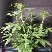 Zkittlez