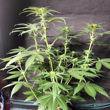Zkittlez