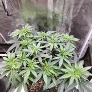 Papaya Jealousy