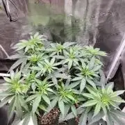 Papaya Jealousy