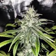 Strawberry Gorilla Auto