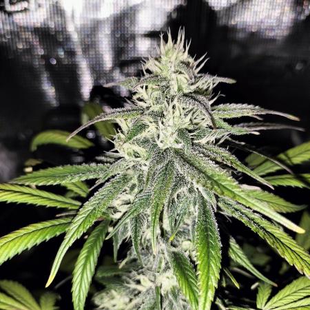 Strawberry Gorilla Auto