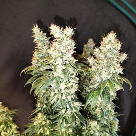 Zkittlez