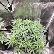 Papaya Jealousy