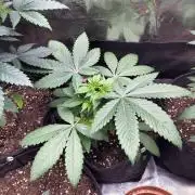 Hash Burger