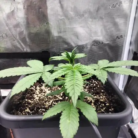 Strawberry Gorilla Auto