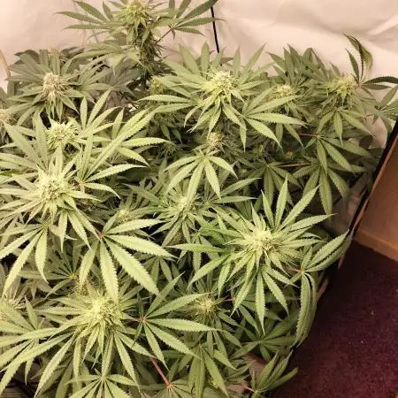 Orange Bud 2.0