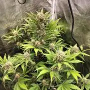 Blackberry Auto #2