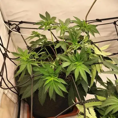 Ice Cream Haze