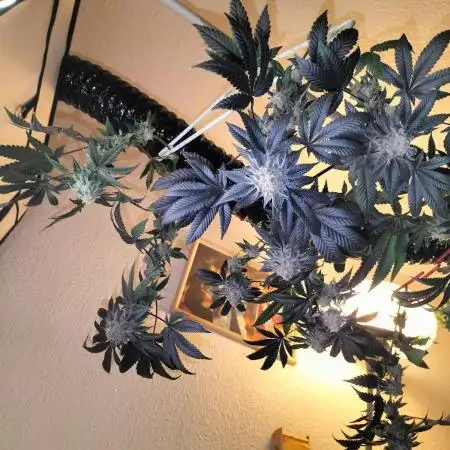 Ice Cream Haze